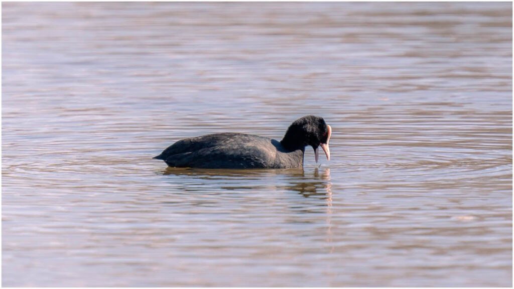 jonipysto.com 1 of 1