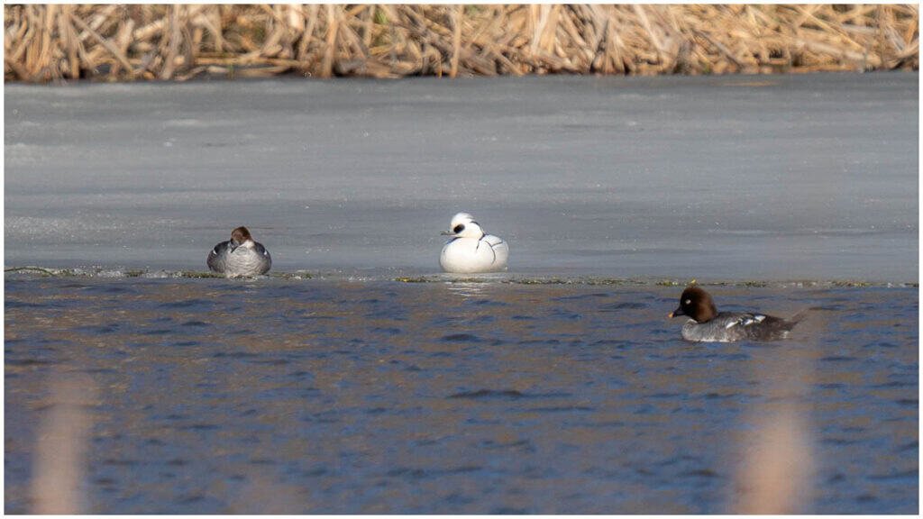 jonipysto.com 1 of 4