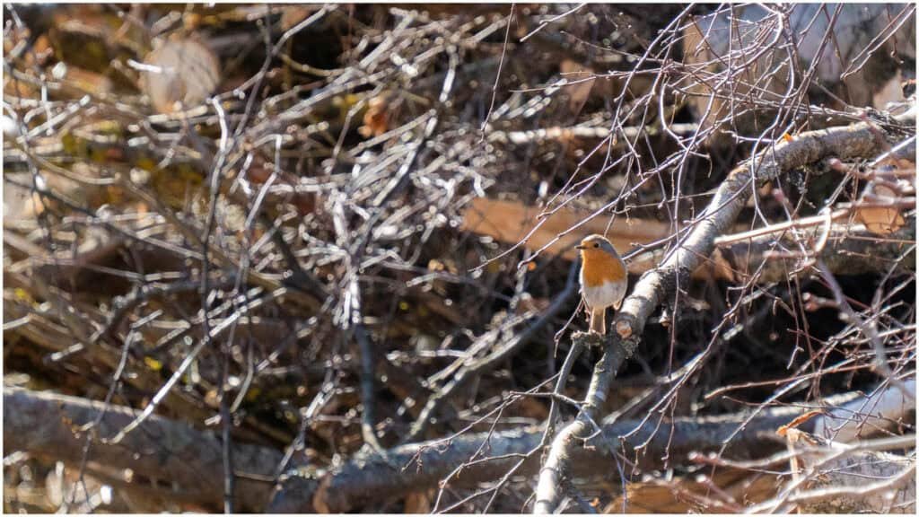 jonipysto.com 4 of 4